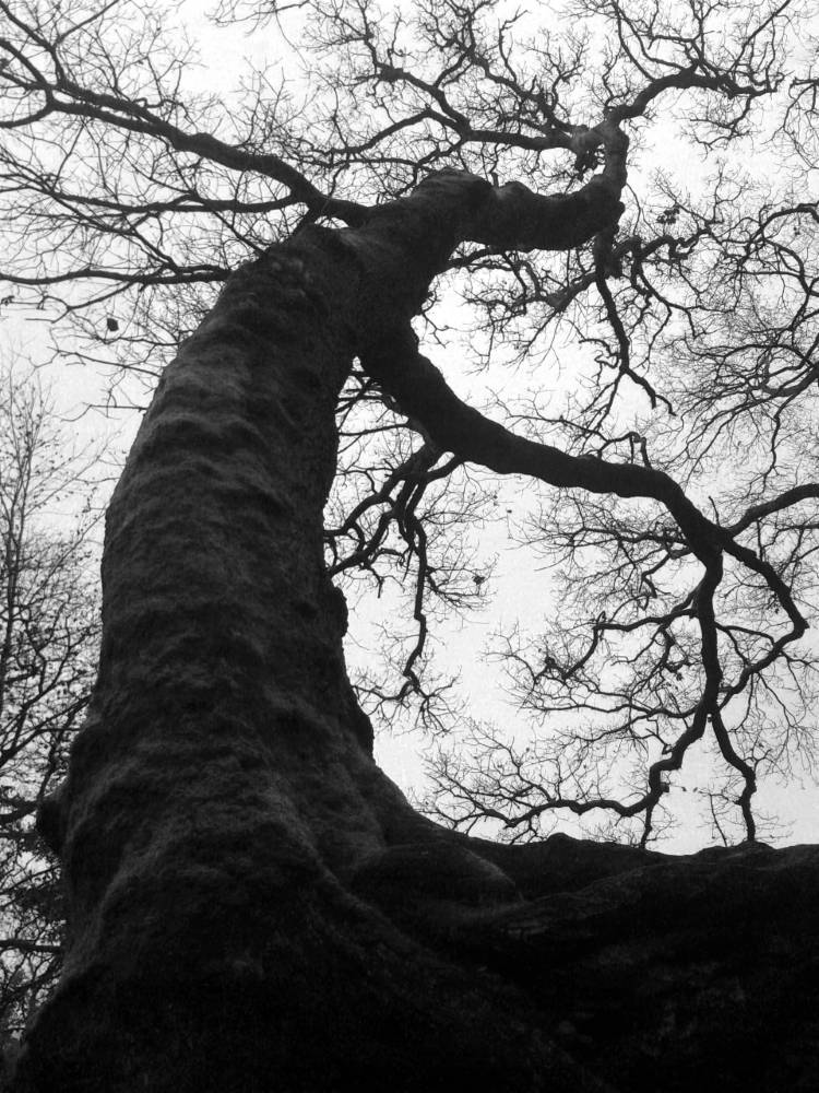 matousha - photo arbre girafe