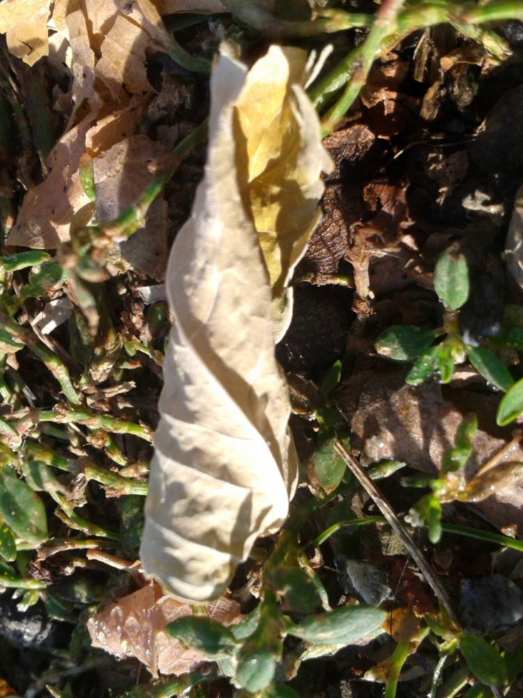 matousha - photo feuille d'automne enroulée