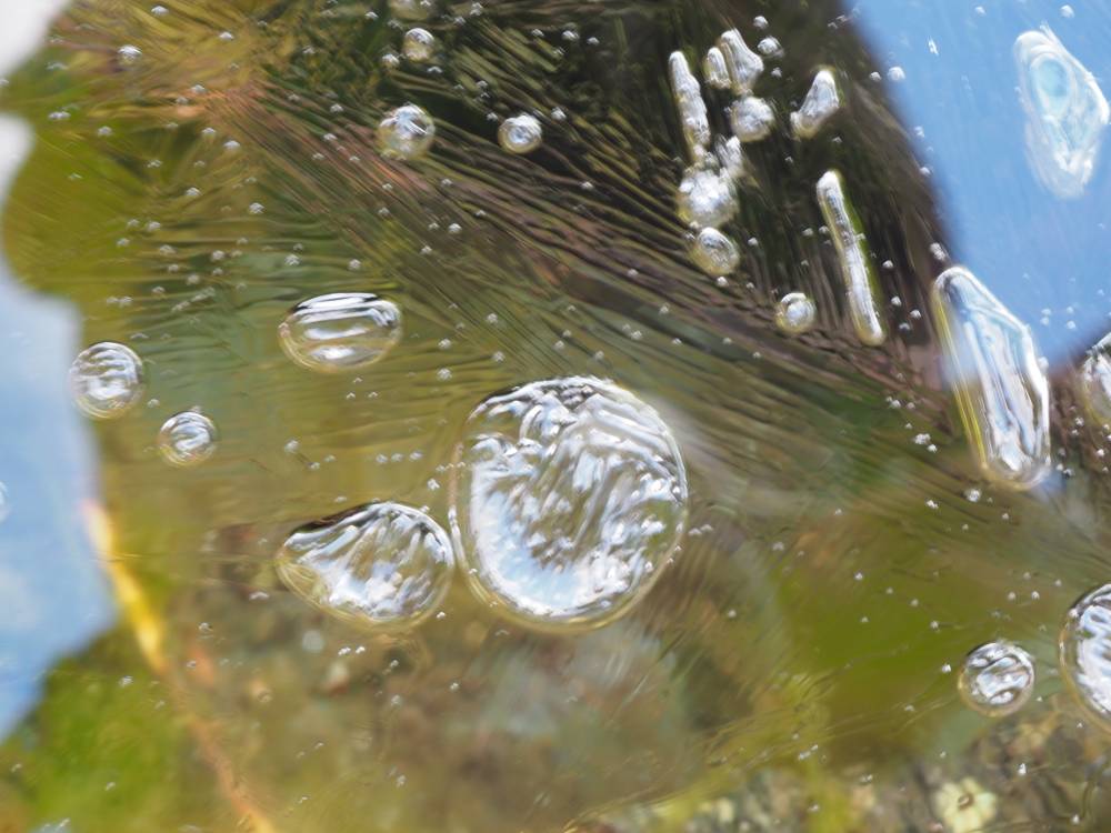 matousha - photo feuille sous la glace