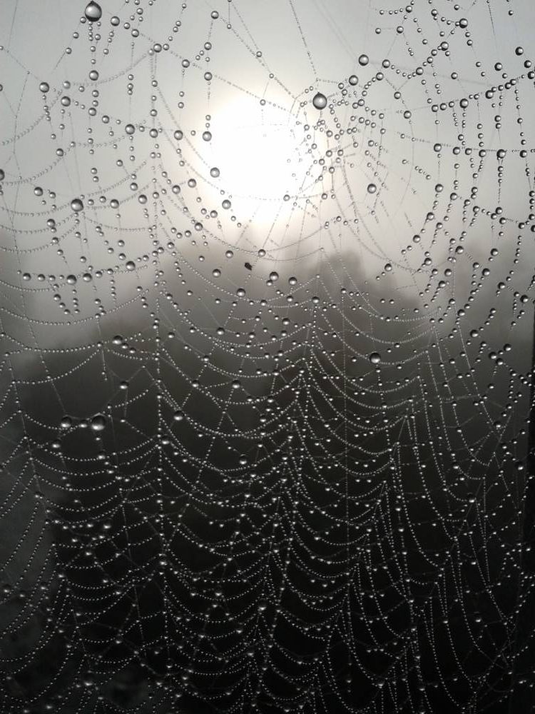 matousha - photo rosée du matin sur toile d'araignée