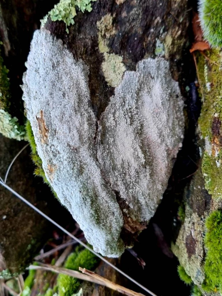 matousha - lichen en forme cœur